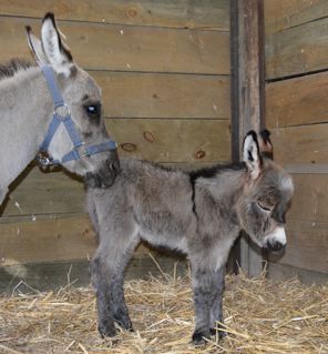 Emerald_Ridge_Piper_Miniature_donkey_jenny_giving_birth_picture_at_Poplargrove_Stud_hours_old